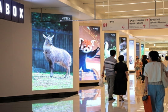 서울 강남구 코엑스 화면을 통해 송출되고 있는 멸종 위기 동물들의 영상. / 사진=서울시