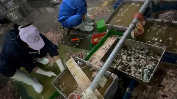 중국 허난성 칭펑현에 있는 오리 내장 작업장의 비위생적인 환경이 폭로됐다. 신징바오 캡처