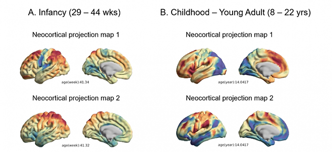 발달 단계에 따른 신피질 투사지도의 변화 영상. 29~44주, 8~22세. 기초과학연구원 제공