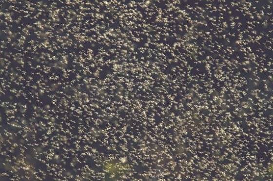 ‘짝짓기 비행’ 중인 동양하루살이. 전민규 기자