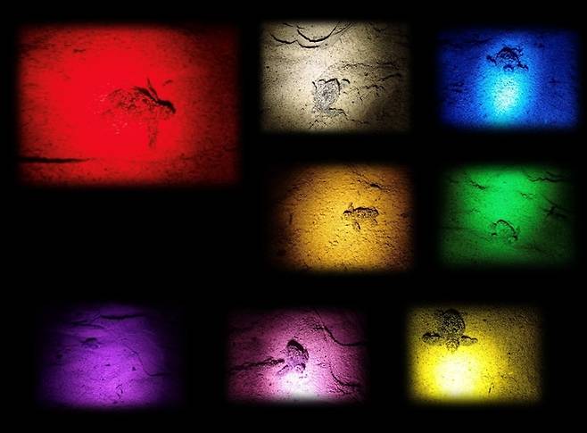 아마미오오시마 주민들이 붉은바다거북이 싫어하는 불빛 색깔을 알아내기 위해 새끼 붉은바다거북을 대상으로 실험을 한 모습. 아마미해양생물연구회 제공