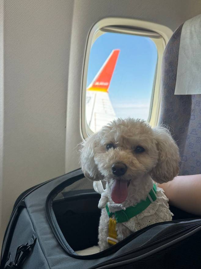 LG유플러스와 제주항공 등이 지난 15일 운영한 반려동물 동반 '김포~제주' 노선 비행기에 강아지 '고구미'가 보호자 옆자리에 앉아 있다. /LG유플러스 제공