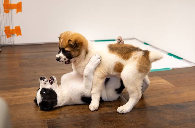 알라바이는 19일 오후 주한 투르크메니스탄대사관에서 한국 정부에 공식 인계돼, 대통령 관저에서 한국 생활을 시작했다. 사진은 투르크메니스탄 국견 알라바이의 대통령 관저에 도착한 모습. (대통령실 제공)/뉴스1