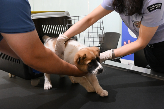 An Alabai puppy gifted by Turkmenistan's leader undergoes quarantine measures with the help of officers at the Korea Customs Service at Incheon International Airport on Tuesday. [PRESIDENTIAL OFFICE]