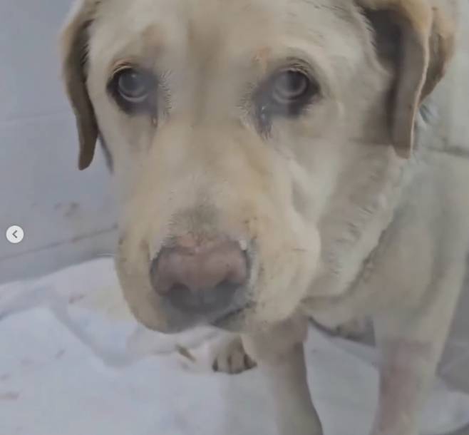 최근 대관령휴게소 인근에서 버려진 채 발견된 리트리버. [사진 출처 = 강릉 동물보호소 ‘미소사랑’ 인스타그램 캡처]