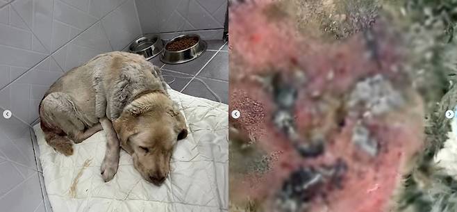 최근 대관령휴게소 인근에서 버려진 채 발견된 리트리버. [사진 출처 = 강릉 동물보호소 ‘미소사랑’ 인스타그램 캡처]