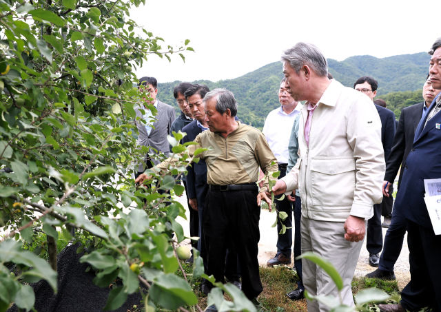 [거창=뉴시스]17일 강호동(오른쪽 첫번째) 농협중앙회장이 경남 거창 사과 재배농가를 둘러보고 있다.2024.06.20.(사진=경남농협 제공) photo@newsis.com *재판매 및 DB 금지