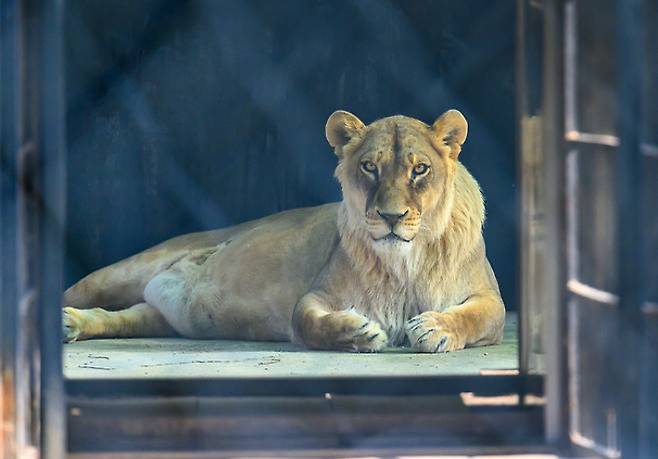 청주동물원 사자가 햇볕을 피해 내실에 머물며 관람객을 응시하고 있다. 환경부 공동취재단 제공