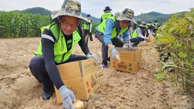 하명곤 농협케미컬 대표이사(왼쪽부터), 강조규 전무이사를 비롯한 임직원들이 수확한 감자를 박스에 담고 있다.