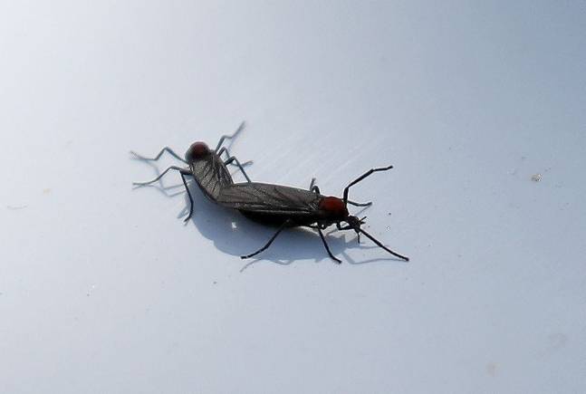 최근 다시 도심권을 중심으로&nbsp;‘붉은등우단털파리’(러브버그)로 인한 불편 신고가 늘고 있다.&nbsp; 뉴스1