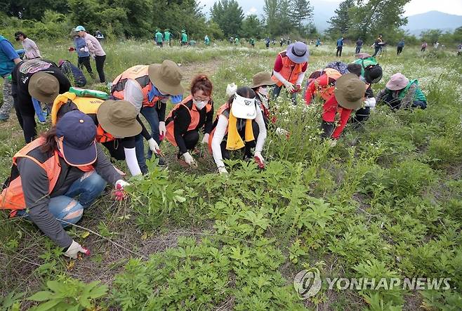 양구군, 2022 생태계 교란 식물 제거의 날 행사 [양구군 제공. 재판매 및 DB 금지]