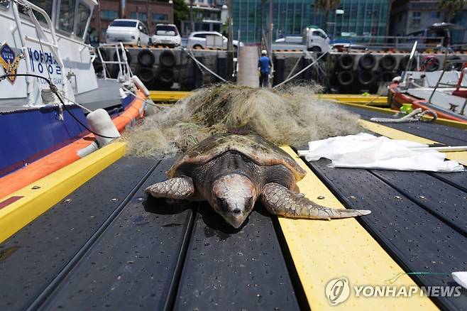 붉은바다거북 사체 [다큐제주·제주대학교 돌고래연구팀 제공.재판매 및 DB 금지]