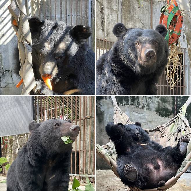 (사진 왼쪽 위부터 시계 방향으로) 곰 보금자리 프로젝트가 강원도 화천에 마련된 임시 보호시설에서 보호 중인 13마리 사육곰 중 주영, 덕이, 미남, 소요. 곰 보금자리 프로젝트 제공