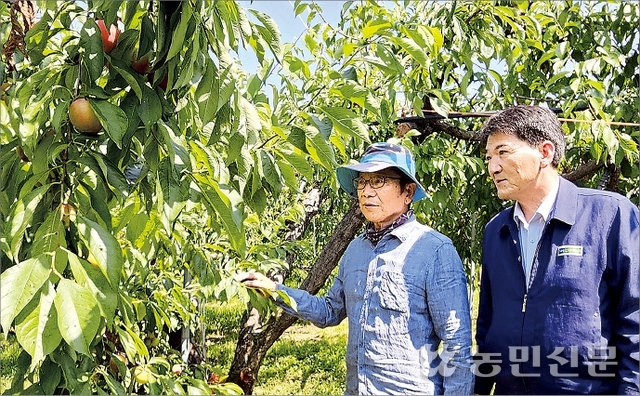 성기호 경북 김천 아포농협 조합장(오른쪽)과 농민 신도근씨가 출하를 앞둔 ‘대석’ 자두의 생육 상태를 살피고 있다.