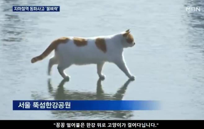 최근 SNS에서 화제가 되고 있는 “꽁꽁 얼어붙은 한강 위로 고양이가 걸어 다닙니다” 밈의 시작은 한 뉴스 리포트였다. ⓒ유튜브 갈무리