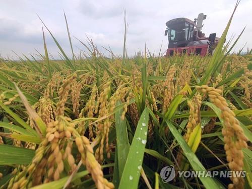 벼 수확 [연합뉴스 자료사진]