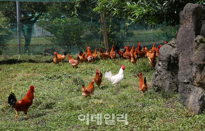 난각번호 ‘1번’이 찍힌 방사형 닭 사육장의 모습 (사진=제동목장)