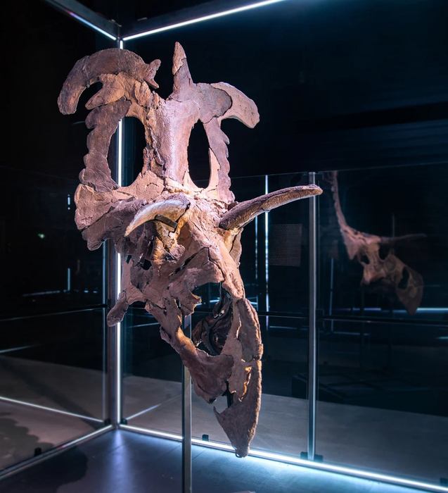 덴마크 마리보 진화박물관에 전시된 로키케라톱스 화석. 사진=덴마크 마리보 진화박물관