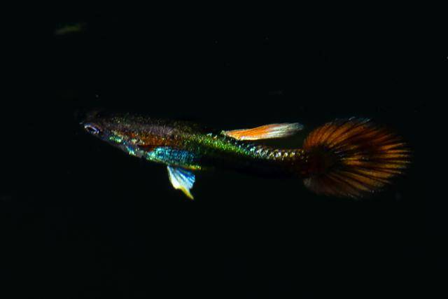 18일 한 주거지역 인근 물가에서 촬영된 관상용 열대어 구피가 화려한 색을 뽐내고 있다.