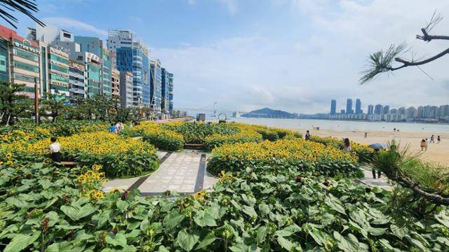 지난해 부산 수영구 광안리해수욕장 해변공원에 조성한 해바라기 화단. 올해도 같은 장소에서 해바리기 화단을 선보인다. 부산 수영구 제공