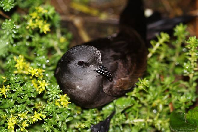 [서울=뉴시스] 바다제비 모습. (사진=보령 제공) 2023.12.13. photo@newsis.com *재판매 및 DB 금지