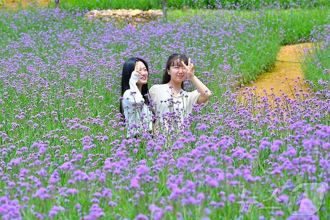 전남 장성군이 29일 제1회 동화나라 버베나 축제를 개최한다. 6월부터 9월까지 피는 다년초 식물인 버베나는 우리말로 버들마편초로 불린다.(장성군 제공)2024.6.24./뉴스1