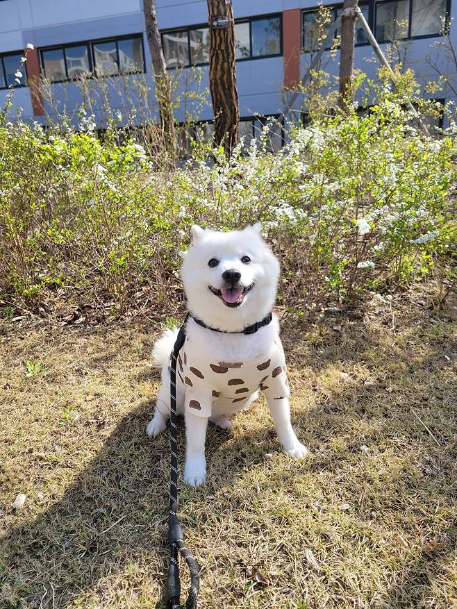 사고뭉치 울집개 어릴때사진 보고가셈