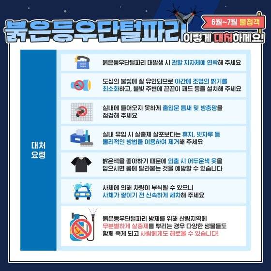 러브 버그 대처요령. 사진 환경부