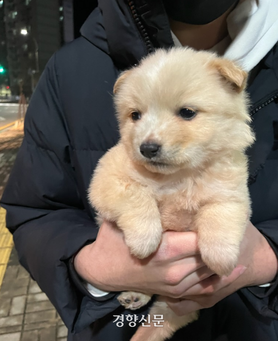 입양·임시보호 명목으로 데려온 개와 고양이 11마리를 죽인 혐의로 재판에 넘겨져 유죄 판결을 받은 안모씨가 강아지를 안고 가는 모습. 동물권행동 카라 제공