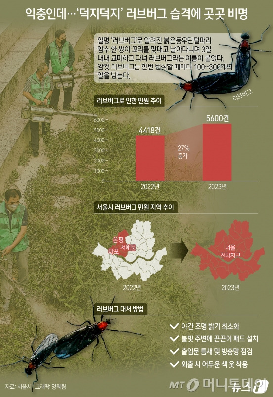 서울시  자치구들은 '러브버그'로 인한 민원에 골머리를 앓고 있다. 날씨가 더워지면 본격적으로 출몰하기 시작한 러브버그는 우리나라의 경우 2018년 처음으로 목격됐다.  보통 6월 중순부터 그 모습을 드러내기 시작하는데 올해는 유독 빨리 찾아온 더위에 이달 초부터 러브버그의 습격이 시작됐다.  /그래픽=뉴스1