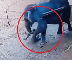 코끼리가 조련사를 살해하는 장면. [X]