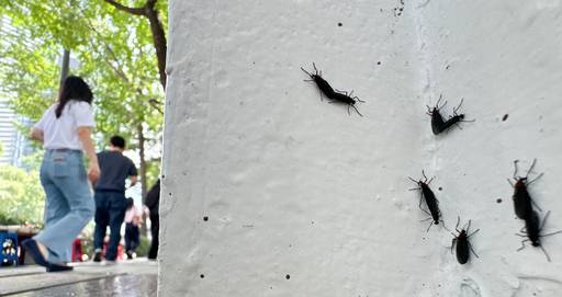 지난 20일 서울 도심에 출몰한 러브버그의 모습. 뉴스1