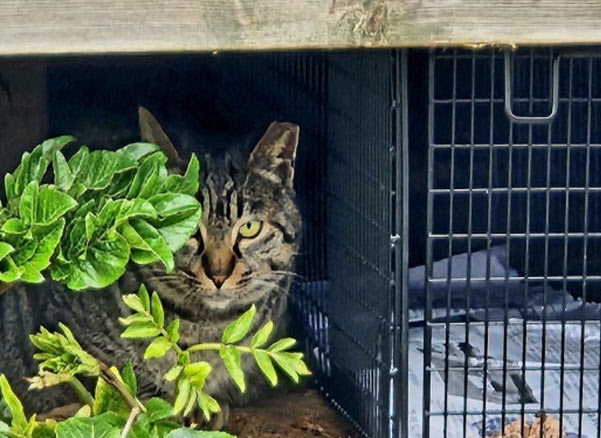 길고양이 자료 사진 (사진=연합뉴스)