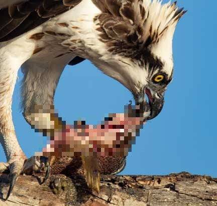 물수리는 물고기를 잡아온뒤 대가리부터 공략한다. 이 때문에 남은 몸뚱이가 여전히 퍼덕이는 상황도 종종 발생한다./Long Beach Animal Hospital