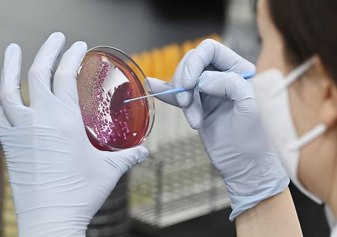 경기도 수원시 권선구 경기도보건환경연구원에서 연구원들이 식중독균 배양분리작업을 하고 있다.ⓒ뉴시스