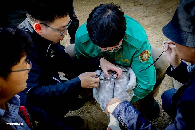 지난해 10월 큰고니를 을숙도 철새공원에 방사하기 전 GPS를 부착하는 모습. [삼성물산 제공]