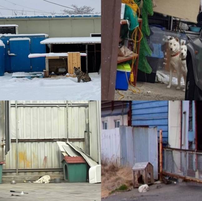 매일, 같은 자리에서, 짧은 목줄에 묶인 채, 제대로 된 밥과 물도 못 먹은 채, 방치되다시피 고통 받는 동물들이 여전히 이리 많다. 아무런 힘듦도 표현하지 못하고, 사물처럼 가만히 놓여 있다가 숨지면 치워지는 삶./사진=남형도 기자