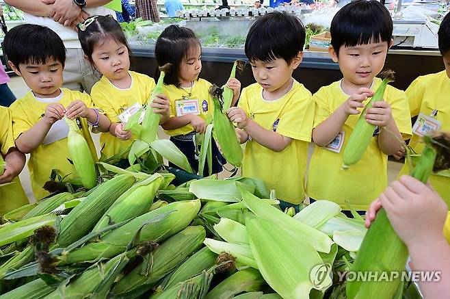 여름 제철 간식 옥수수 구경하는 어린이들 (서울=연합뉴스) 11일 서울 서초구 하나로마트 양재점에서 견학 중인 분당 효자유치원 어린이들이 옥수수를 구경하고 있다. 2024.6.11 [농협유통 제공. 재판매 및 DB 금지] photo@yna.co.kr