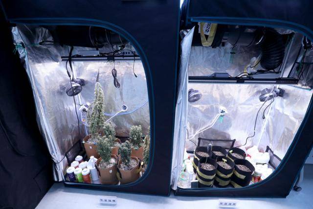 4월 13일 서초구 서울중앙지검 브리핑실에서 열린 '주거지 등에서 대마 재배 및 생산 행위 적발' 브리핑에서 공개된 대마 재배 시설. 뉴스1