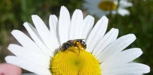 인류의 농업 시스템을 유지하는 데 필수 동물인 꿀벌이 기후변화와 제초제 과다 사용 등으로 몸살을 앓고 있다. 꿀벌의 면역 기능을 활성화하고 스트레스 저항성을 높이기 위해서는 다양한 꽃가루를 섭취하도록 하는 것이 중요하다는 연구 결과가 나왔다.  캐나다 요크대 제공