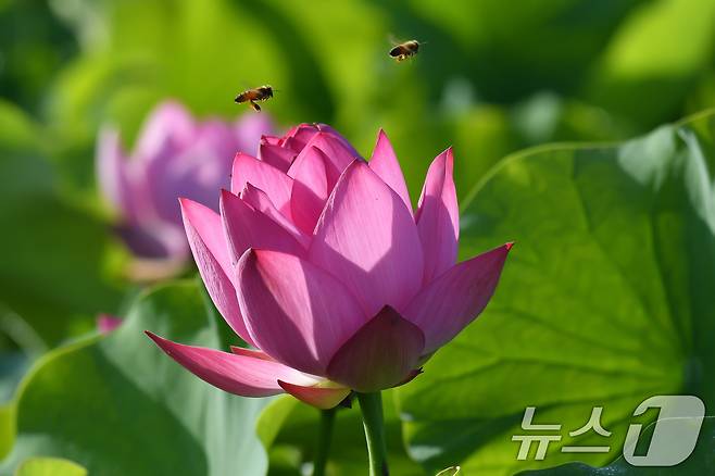 29일 경북 경주시 동부사적지 인근 연밭에서 꿀벌들이 연꽃으로 날아들고 있다. 2024.6.29/뉴스1 ⓒ News1 최창호 기자