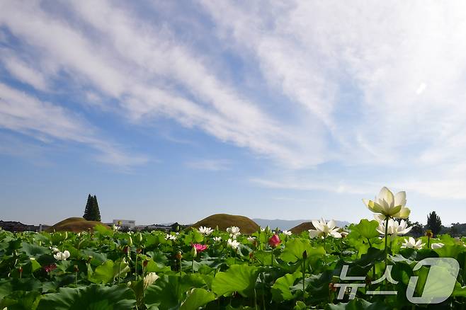 29일 경북 경주시 동부사적지 인근 연밭에서 연꽃들이 꽃망울을 터뜨리고 있다. 2024.6.29/뉴스1 ⓒ News1 최창호 기자