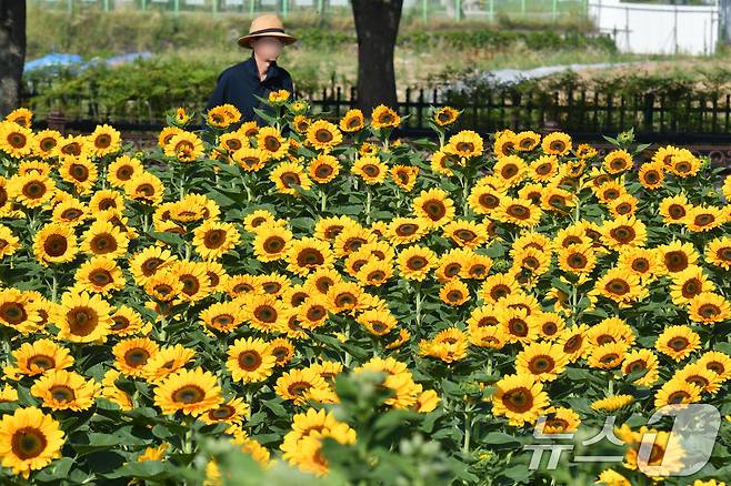 29일 경북 경주시 동부사적지 인근 연밭에서 해바라기가 만발해 멋진 풍광을 보이고 있다. 2024.6.29/뉴스1 ⓒ News1 최창호 기자