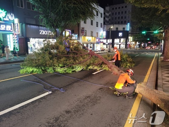 29일 오후 제주시 연동에서 가로수가 쓰러져 소방이 안전조치하고 있다.(제주소방안전본부 제공)