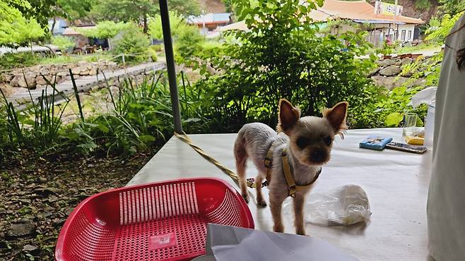 20240629_133044.jpg 장모님 생신 비오는 날 계곡 닭백숙과 오리주물럭