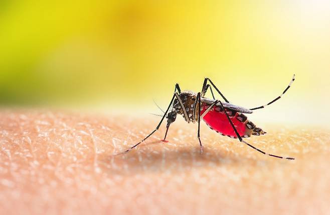 뎅기열과 말라리아 등 모기매개감염병이 발생한 위험지역을 여행할 때는 모기기피용품을 준비하고, 시골 지역이나 숲 속 등은 가급적 피하는 것이 좋다.〈사진출처:게티이미지뱅크〉