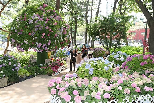 지난달 26일 서울 노원구 초안산 수국동산에 활짝 핀 수국 사이로 시민들이 꽃구경을 하고 있다. 쓰레기 문제로 시름하던 수국동산은 지난달 여름 꽃인 수국 19종, 약 1만1000본이 심어진 꽃동산으로 재탄생했다. 동산에는 황톳길과 벤치를 마련해 더위를 피하려는 시민들이 편히 쉴 수 있도록 했다. 김동주 기자 zoo@donga.com