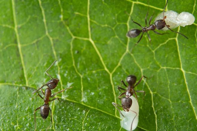 아르헨티나 개미는 동료가 병원성 곰팡이에 감염되면 몸안까지 침투하기 전에 제거한다. 이를 통해 집단 전체로 곰팡이가 퍼지는 것을 막는다. 이른바 사회적 면역을 달성하는 것이다./오스트리아 과학기술연구원(ISTA)