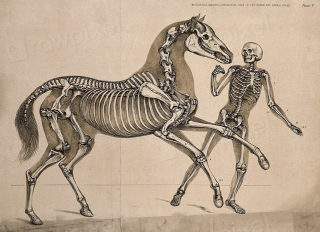 말과 사람의 골격을 묘사한 1860년대 석판화. rawpixel.com