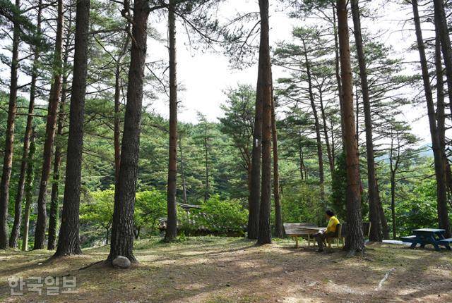 울진 굴구지 마을 초입의 청암정 솔숲. 사유지여서 들어갈 수 없는 상태다.